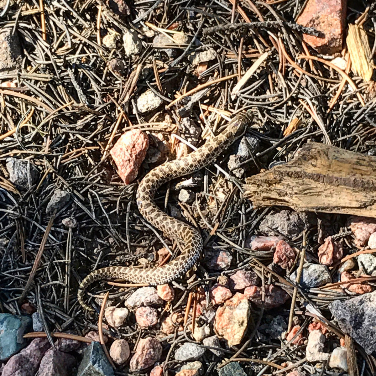 Baby Hognose Snake