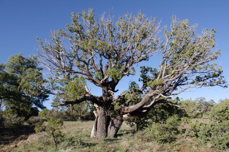 Juniperus deppeana – Alligator Juniper – The Daily Snake